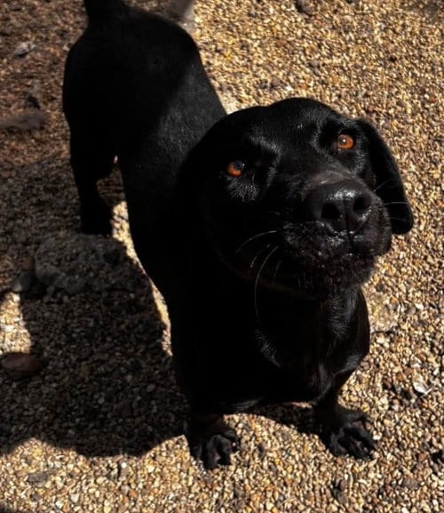 Photo of June, adoptable Labrador Retriever in Oakhurst, New Jersey