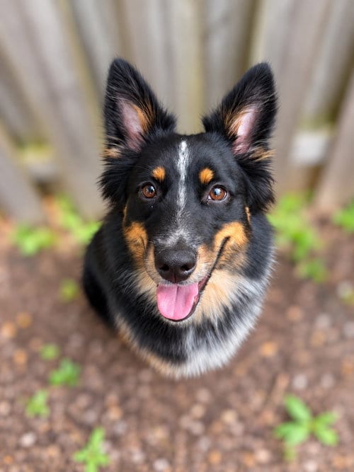 Photo of Saraya, adoptable Australian Shepherd in Liverpool, New York