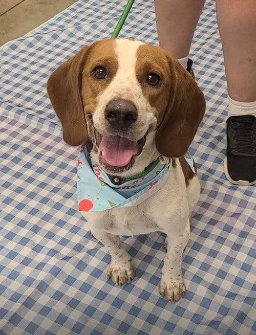 Photo of Dallas IV, adoptable Beagle in Tampa, Florida
