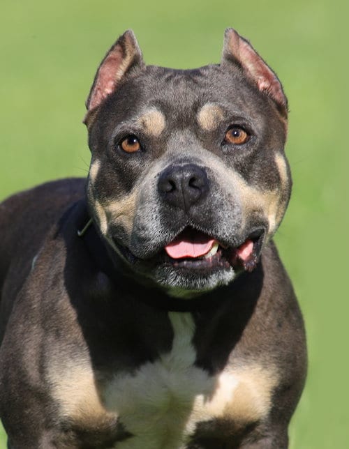 Photo of May, adoptable American Staffordshire Terrier in North Fort Myers, Florida