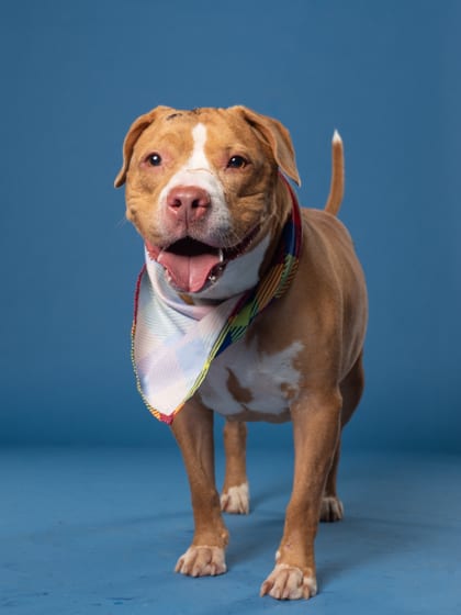 Photo of Sue, adoptable dog in Atlanta, Georgia