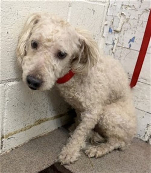 Photo of Rowan, adoptable Maltese in San Bernardino, California