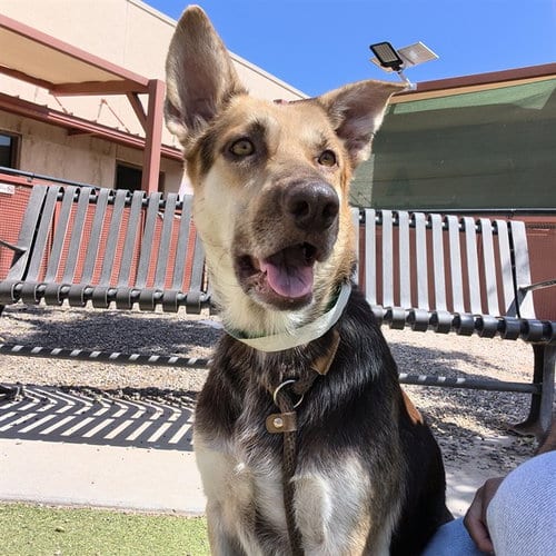 Photo of Altima, adoptable Dutch Shepherd in Phoenix, Arizona