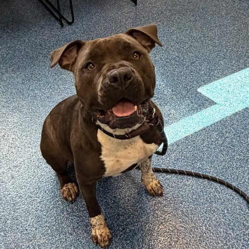 Photo of Brienne, adoptable Pit Bull Terrier in Tarboro, North Carolina
