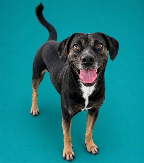 Photo of Clyde, adoptable Labrador Retriever in Pearland, Texas