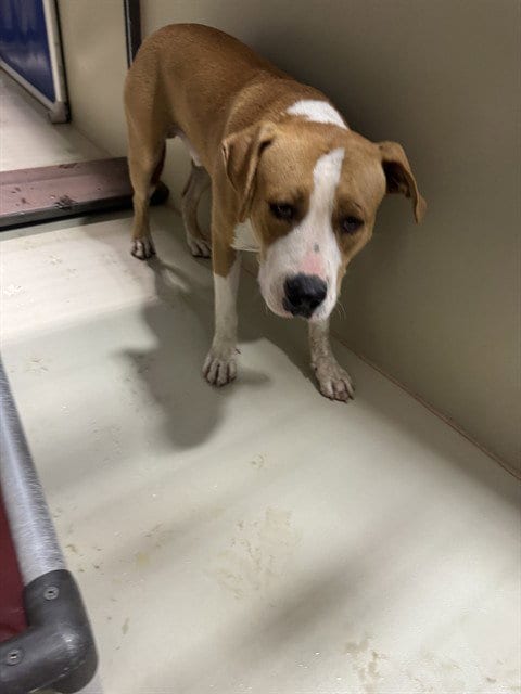 Photo of Aaron Rodgers, adoptable Pit Bull Terrier in Bakersfield, California