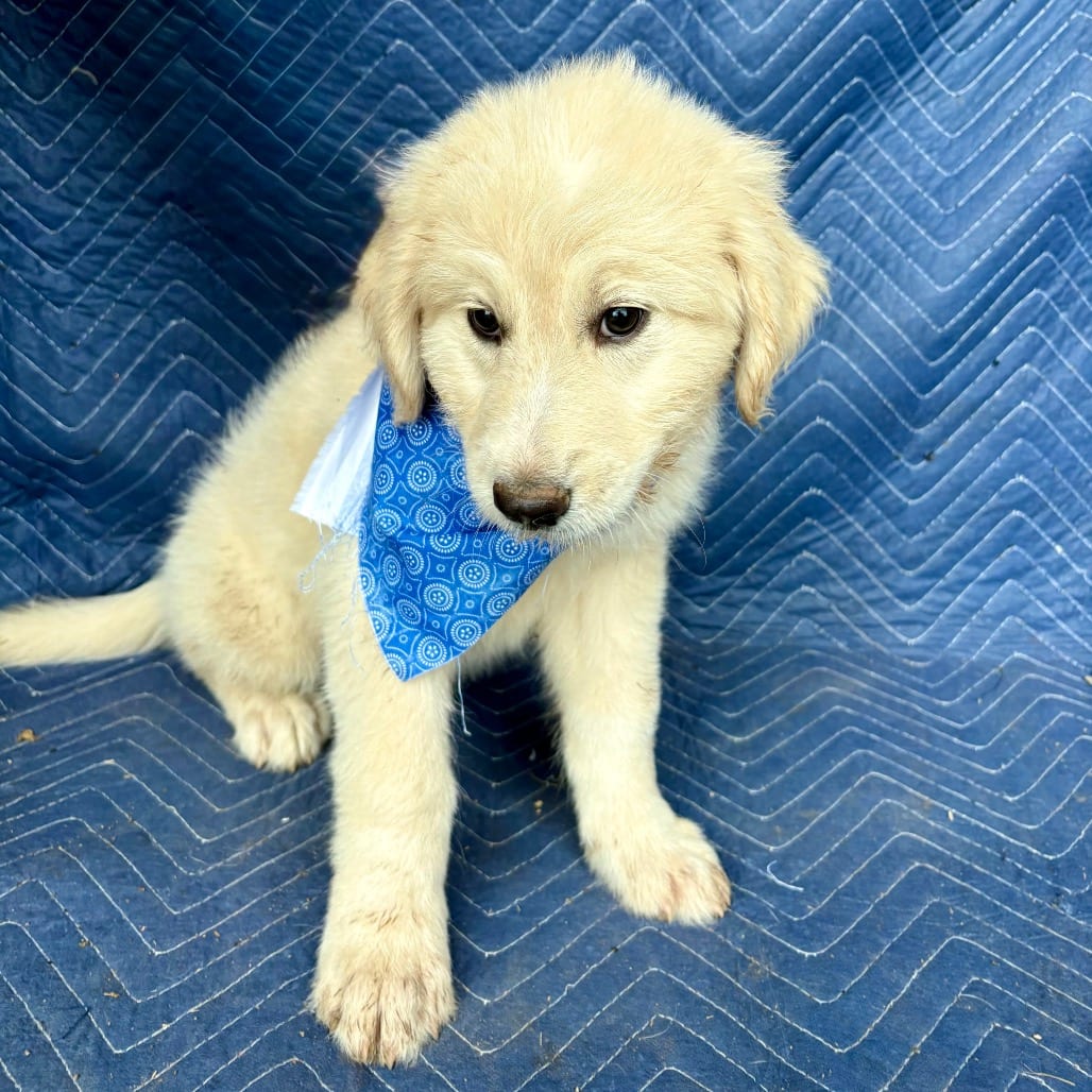 Photo of Fern, adoptable Mixed Breed (Medium) in Oklahoma-based; Northeast placements, Oklahoma