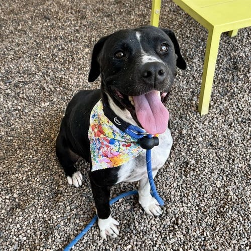 Photo of Sunny, adoptable American Pit Bull Terrier in Mesa, Arizona