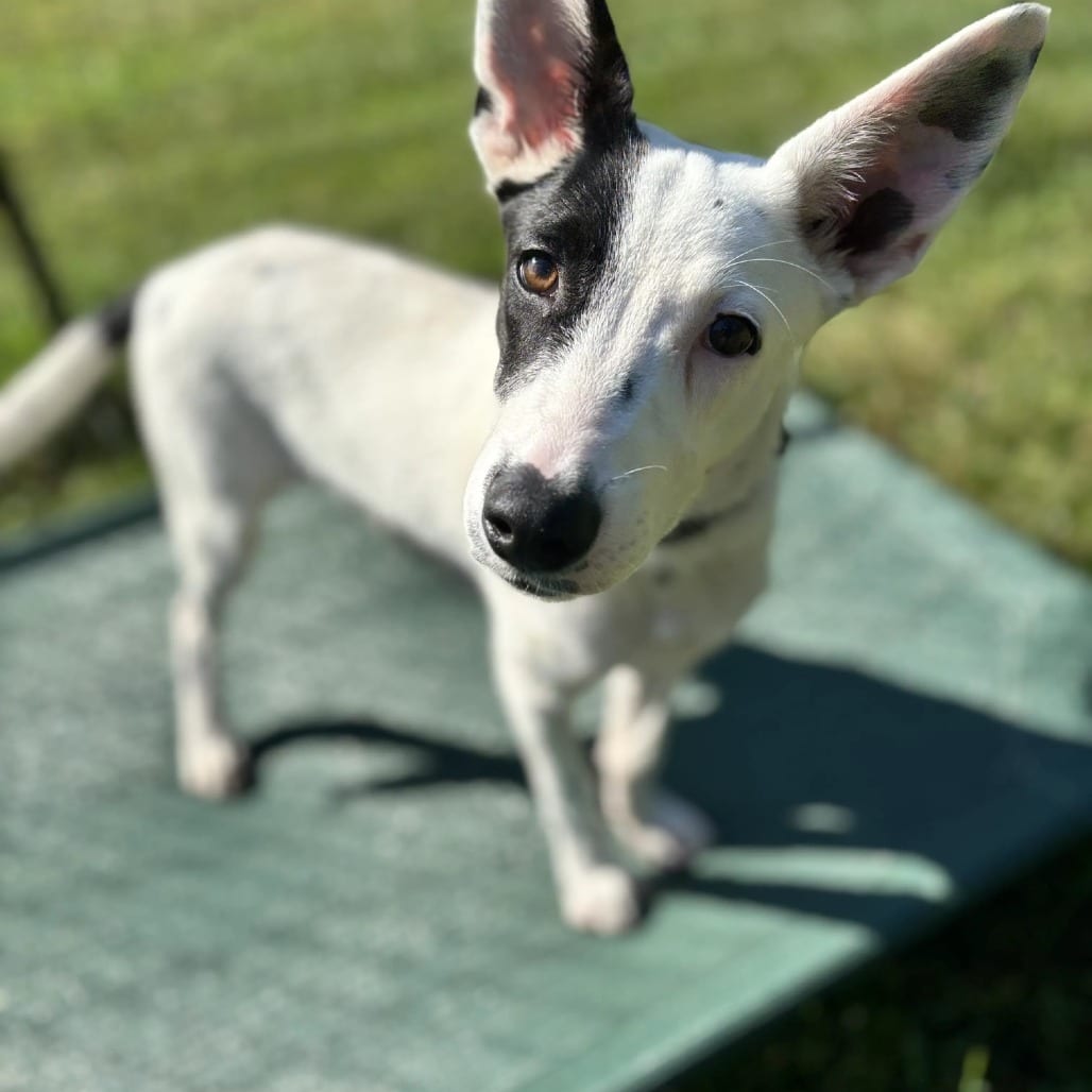 Photo of Patch, adoptable Cattle Dog, Australian (Blue Heeler) in South Elgin, Illinois