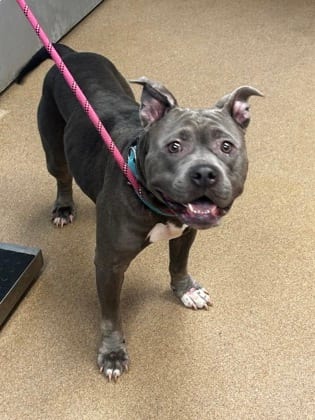 Photo of Lamina, adoptable dog in Chamblee, Georgia
