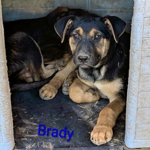Photo of Brady, adoptable Shepherd in Yreka, California