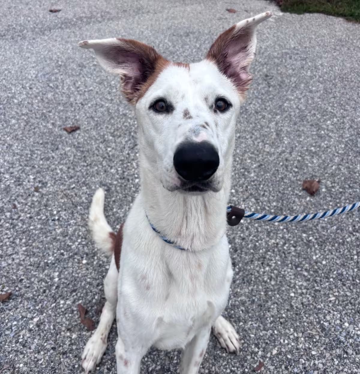 Photo of Waffles, adoptable Greyhound/American Pit Bull Terrier in York, Pennsylvania