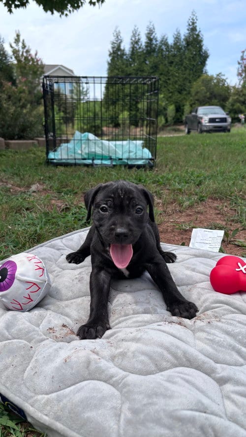 Photo of Bear- Cora's Litter, adoptable American Staffordshire Terrier in Holly Springs, North Carolina