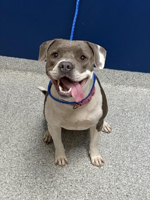 Photo of Cookie, adoptable American Pit Bull Terrier in Pasadena, Texas