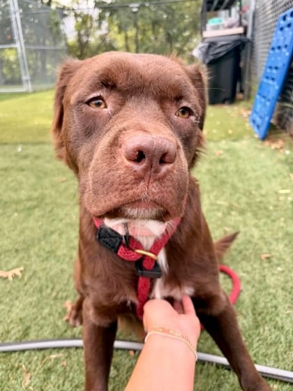 Photo of Annie Oakley (Na'asa), adoptable dog in Baltimore, Maryland