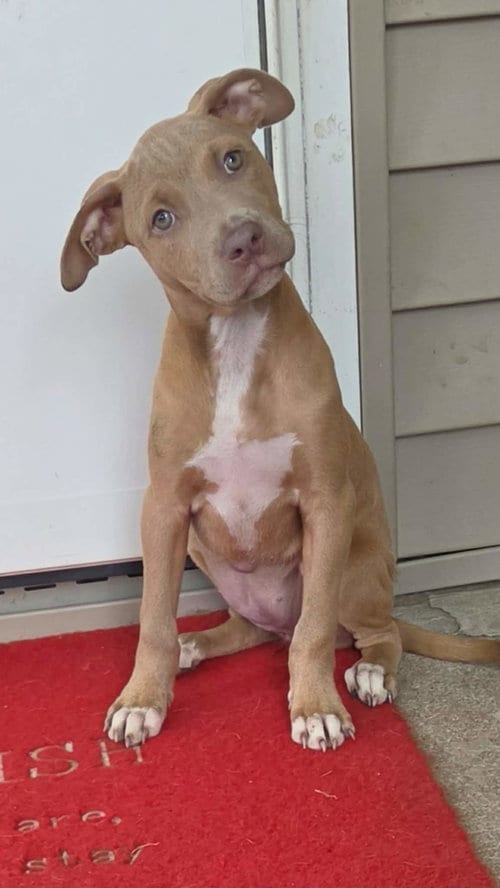 Photo of Puppy 1 (NY-Shari), adoptable Labrador Retriever in SHERBURNE, New York