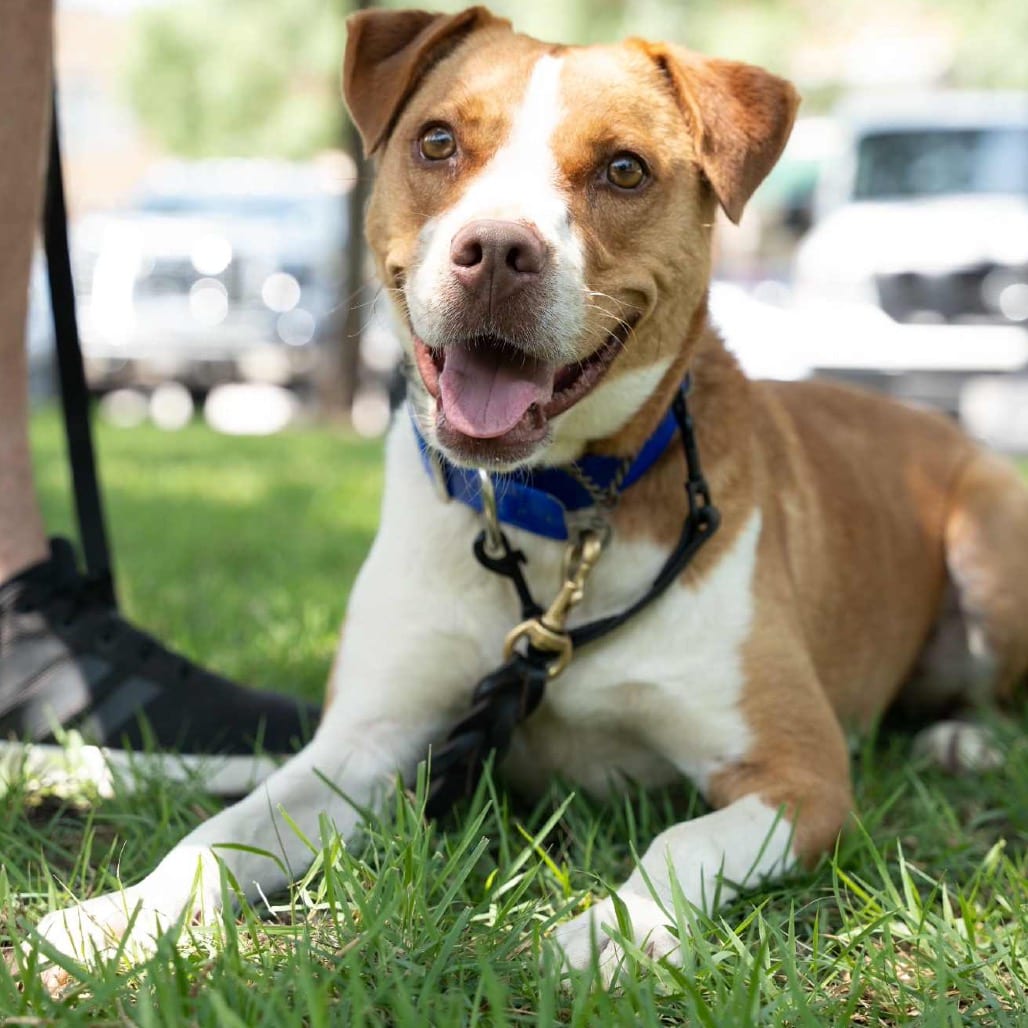 Photo of Tex, adoptable Shepherd / Mix in Weatherford, Texas