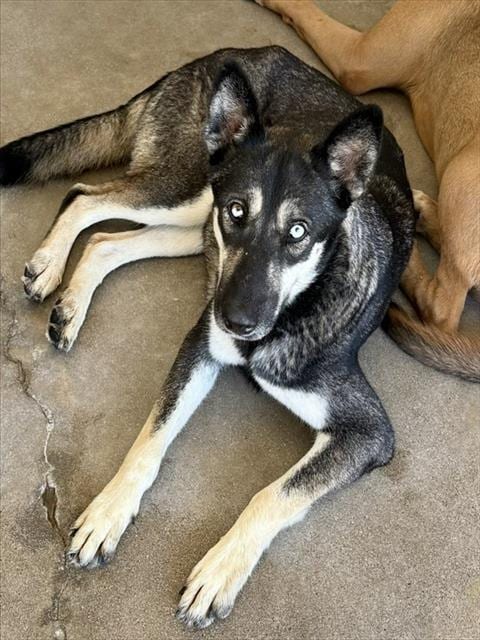 Photo of Penny, adoptable German Shepherd Dog in San Bernardino, California