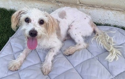Photo of Sunny, adoptable Terrier/Mix in Bakersfield, California