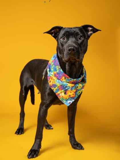 Photo of Petunia, adoptable dog in Atlanta, Georgia