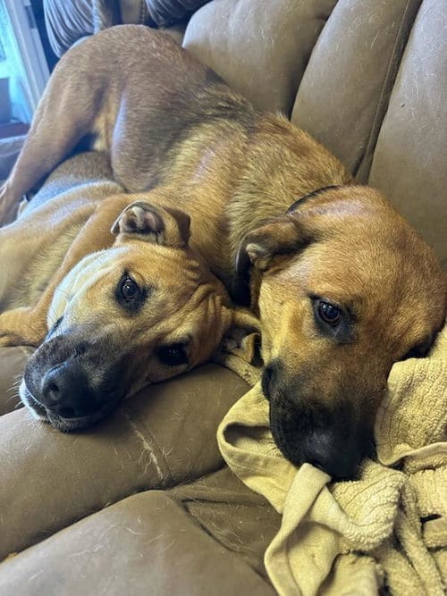 Photo of Tiger, adoptable Black Mouth Cur in Magnolia Springs, Alabama