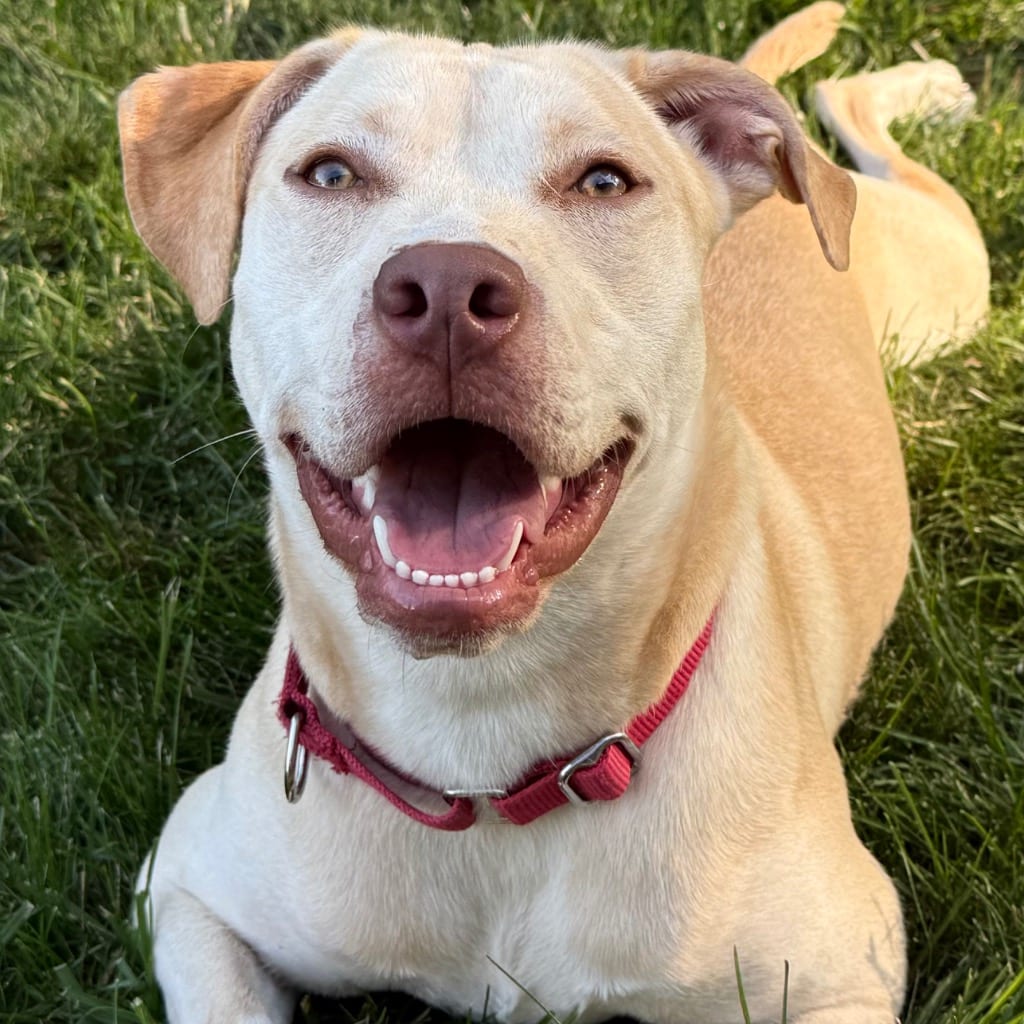 Photo of Buttercream, adoptable Retriever in Bloomfield, Connecticut