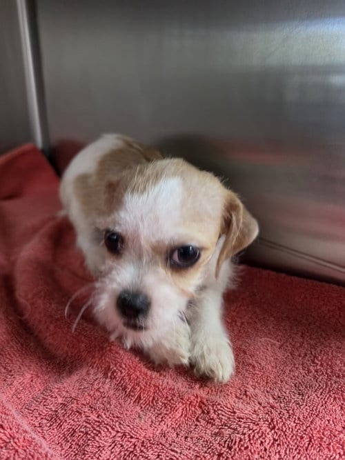 Photo of Betsy, adoptable Shih Tzu in Pipe Creek, Texas