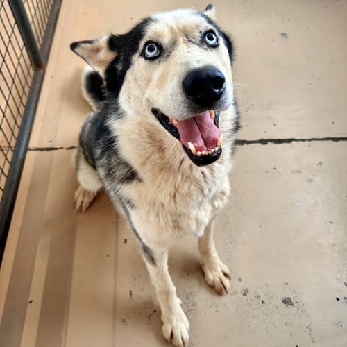 Photo of John Snow, adoptable Siberian Husky in Yreka, California