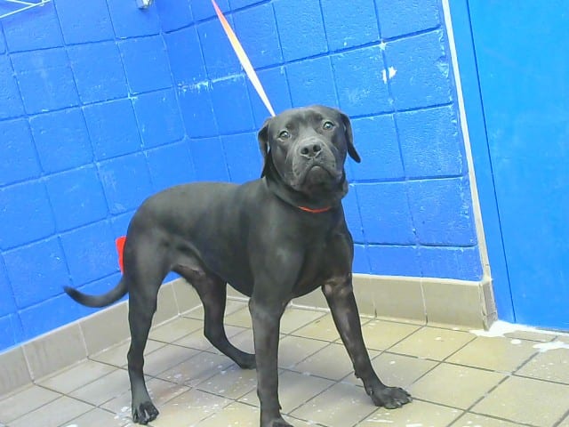 Photo of Ben, adoptable Mastiff mix in Albuquerque, New Mexico