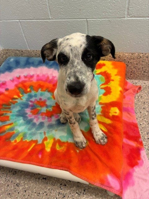 Photo of Parton, adoptable Border Collie in Brighton, Colorado