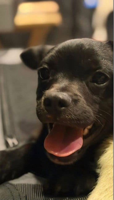 Photo of Bingo, adoptable Chihuahua in Tracy, California
