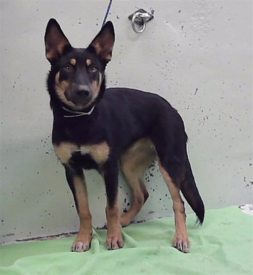 Photo of Keke, adoptable German Shepherd Dog in Houston, Texas