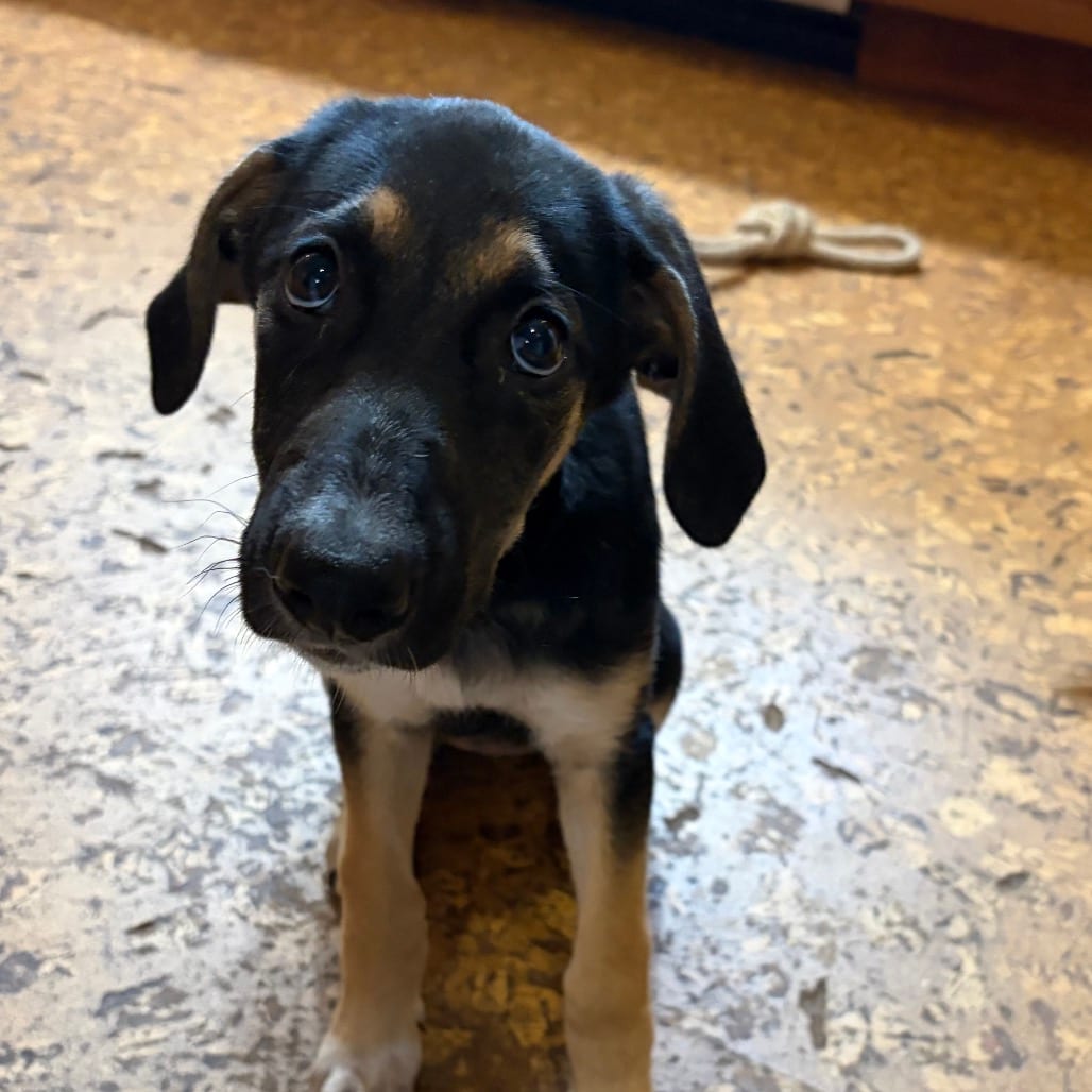 Photo of Tilly, adoptable Shepherd, German in Potomac, Maryland