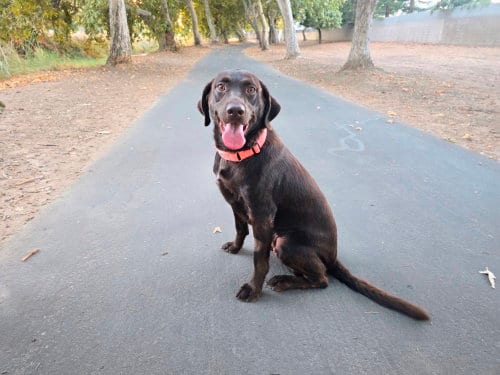 Photo of Nike, adoptable Labrador Retriever in Clovis, California