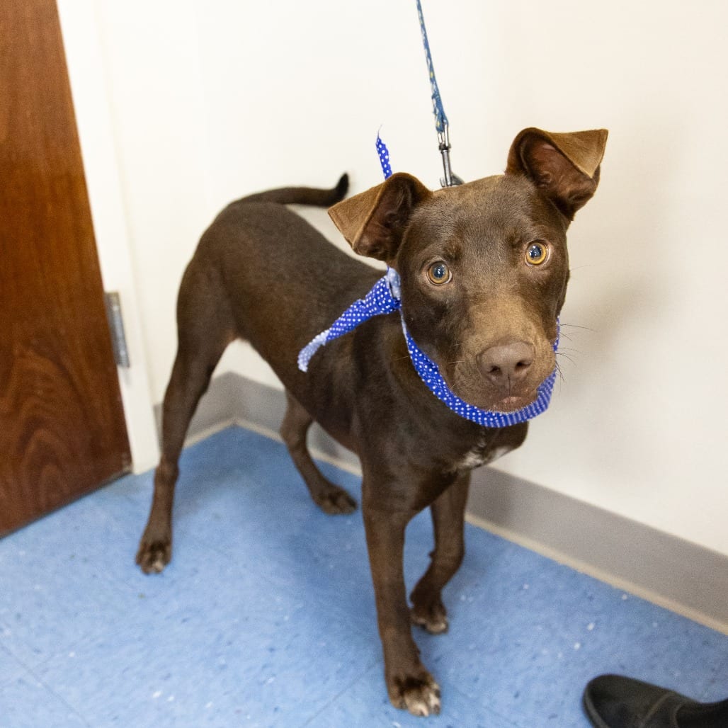 Photo of Wasabi, adoptable Hound / Mixed Breed (Medium) in Gainesville, Florida
