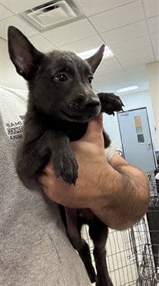 Photo of Sofia, adoptable Belgian Shepherd Malinois in Miami, Florida