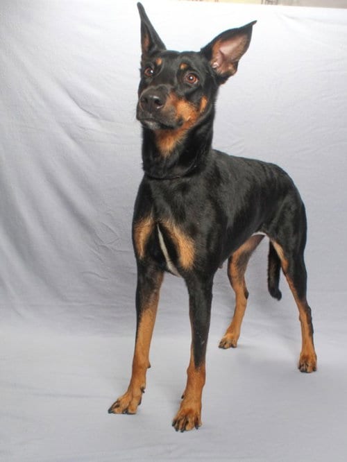 Photo of Macy Mae, adoptable German Shepherd Dog in Burbank, California