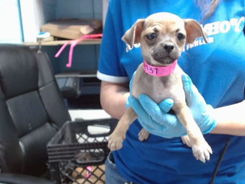 Photo of Chocolate Chip, adoptable Cairn Terrier in Albuquerque, New Mexico