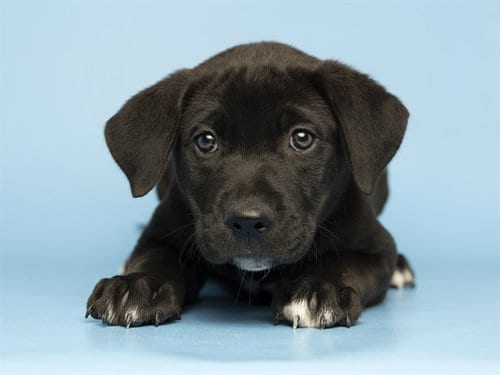 Photo of Rooster, adoptable American Pit Bull Terrier in Phoenix, Arizona