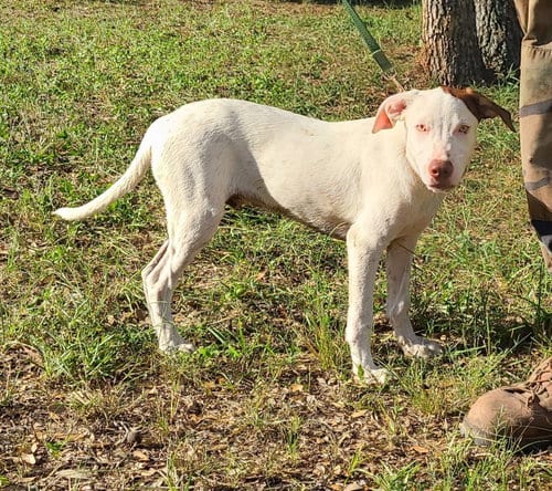 Photo of Grady, adoptable Labrador Retriever in Sheridan, Texas