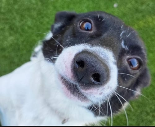 Photo of Darren in TX, adoptable Unknown breed (short coat) in Cranston, Rhode Island