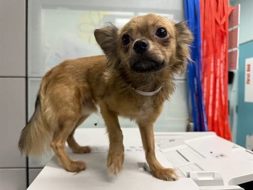 Photo of Toffee, adoptable Chihuahua in Baldwin Park, California