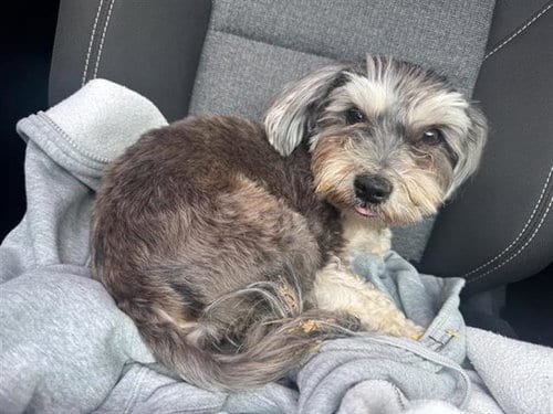 Photo of Milo, adoptable Terrier in San Antonio, Texas
