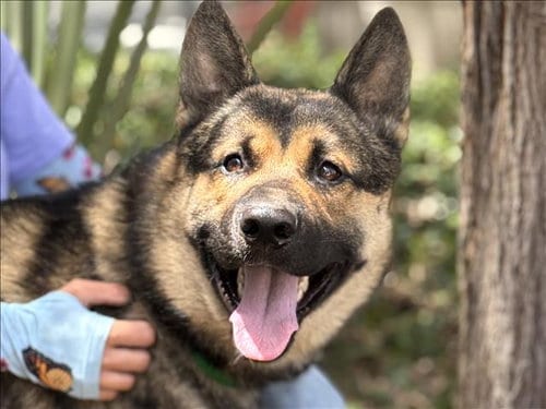 Photo of Pablo, adoptable German Shepherd Dog in San Pedro, California