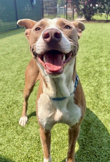 Photo of Leroy, adoptable Pit Bull Terrier in Statesville, North Carolina