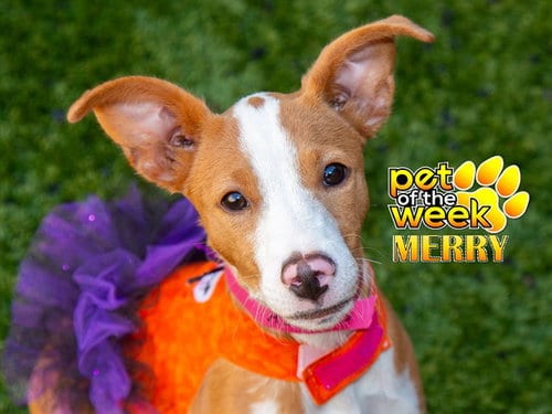 Photo of Merry, adoptable Pit Bull Terrier in Moreno Valley, California
