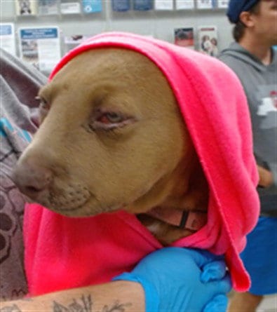 Photo of Elphaba, adoptable Pit Bull Terrier in Oklahoma City, Oklahoma