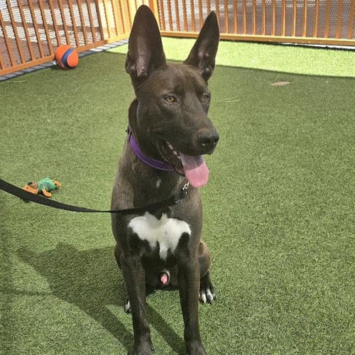Photo of Chopper, adoptable Belgian Shepherd Malinois in Las Vegas, Nevada
