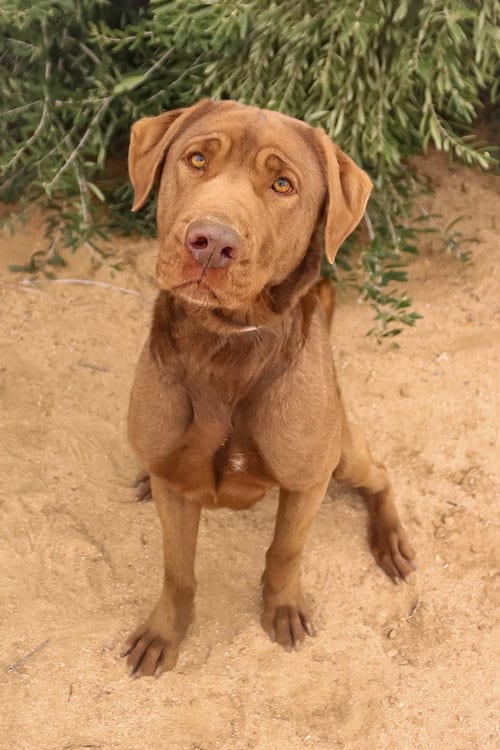 Photo of Delilah, adoptable Chesapeake Bay Retriever in Dana Point, California