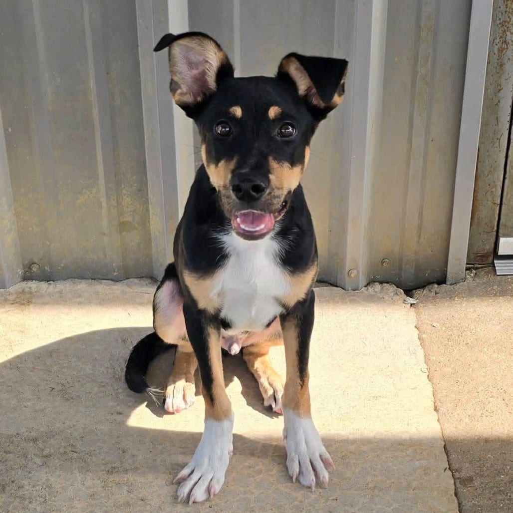 Photo of Safari - 061709U, adoptable Shepherd / Mix in Tupelo, Mississippi
